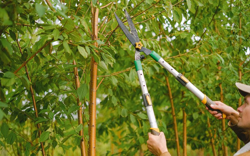 Tree trimming in Elgin, ND