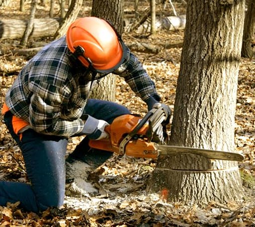 Tree Removal in Elgin, ND